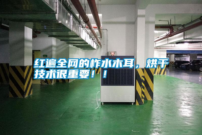 紅遍全網(wǎng)的柞水木耳，烘干技術(shù)很重要?。?/></p>
                              <p style=