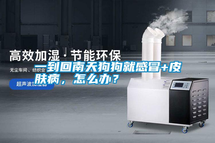 一到回南天狗狗就感冒+皮膚病，怎么辦？