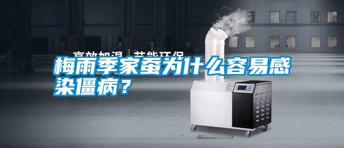 梅雨季家蠶為什么容易感染僵病？