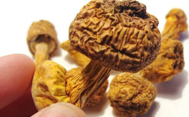巴西菇、姬松茸烘干機-怎樣烘干色澤好且菇體褶片完整？