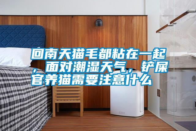 回南天貓毛都粘在一起，面對(duì)潮濕天氣，鏟屎官養(yǎng)貓需要注意什么