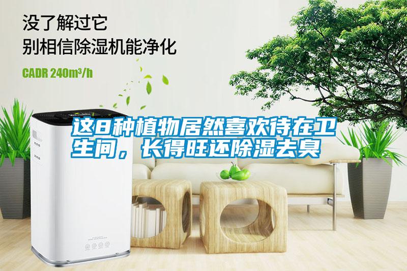 這8種植物居然喜歡待在衛(wèi)生間，長(zhǎng)得旺還除濕去臭