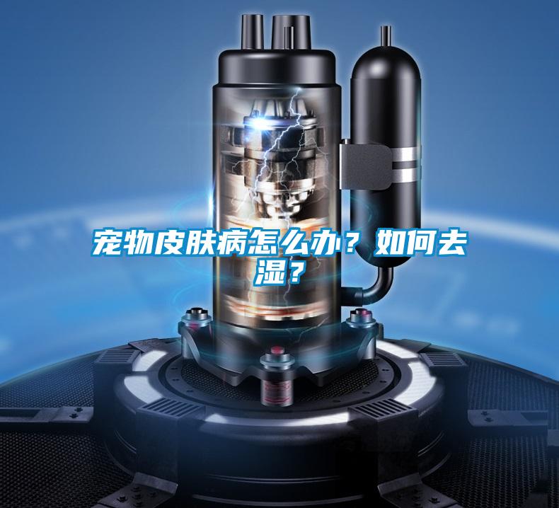 寵物皮膚病怎么辦？如何去濕？