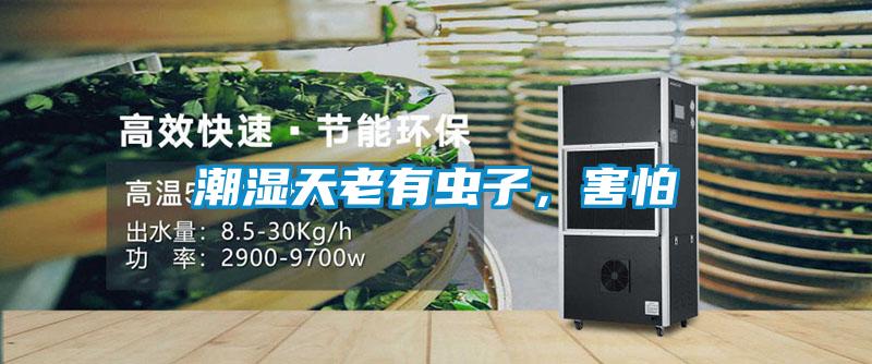 潮濕天老有蟲(chóng)子，害怕