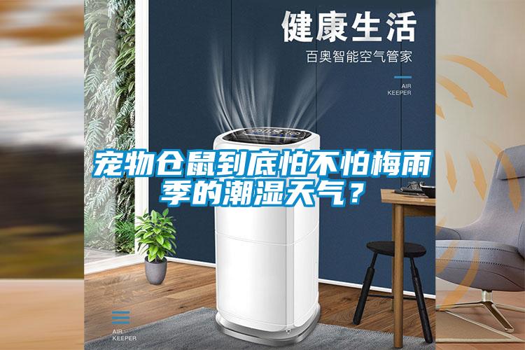寵物倉(cāng)鼠到底怕不怕梅雨季的潮濕天氣？