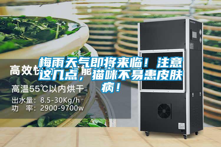 梅雨天氣即將來臨！注意這幾點，貓咪不易患皮膚??！