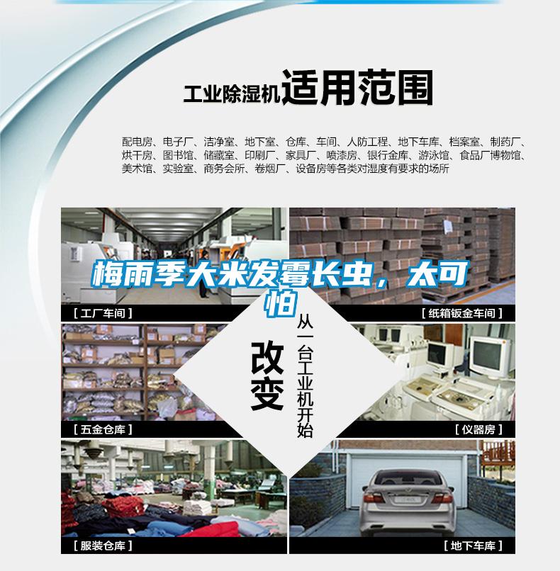 梅雨季大米發(fā)霉長蟲，太可怕