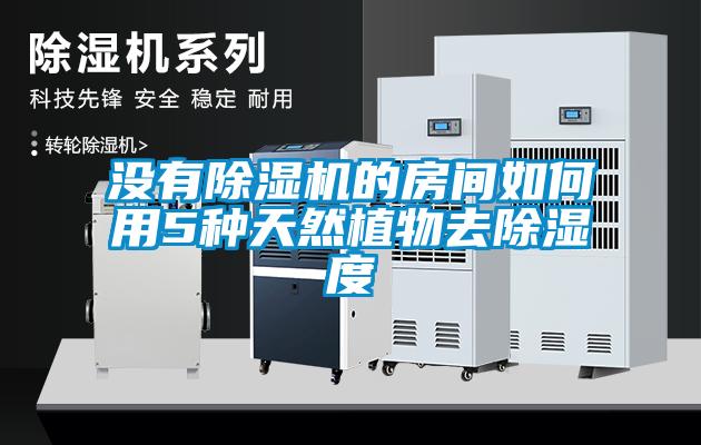 沒(méi)有除濕機(jī)的房間如何用5種天然植物去除濕度