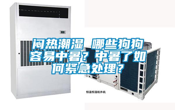 悶熱潮濕 哪些狗狗容易中暑？中暑了如何緊急處理？