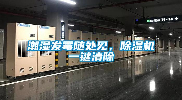 潮濕發(fā)霉隨處見，除濕機一鍵清除