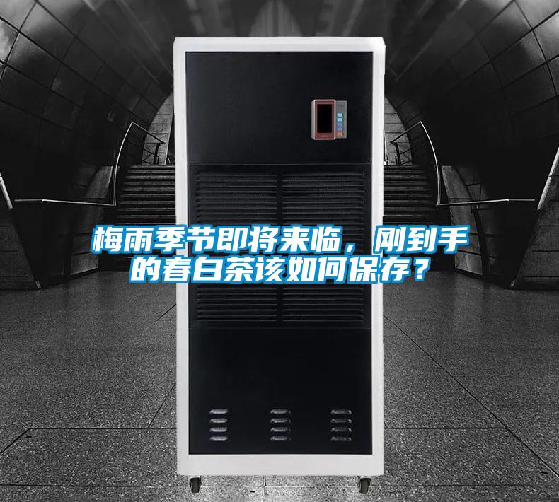 梅雨季節(jié)即將來臨，剛到手的春白茶該如何保存？