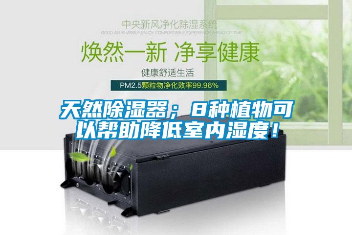 天然除濕器；8種植物可以幫助降低室內(nèi)濕度！