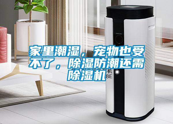 家里潮濕，寵物也受不了，除濕防潮還需除濕機(jī)