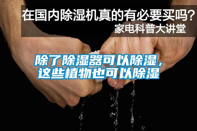 除了除濕器可以除濕，這些植物也可以除濕